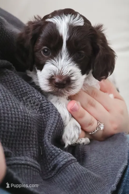 Primrose – Cockapoo puppy for sale in Savannah, GA