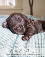 Basil, a male Cockapoo for sale in Savannah, GA – 1 of 4