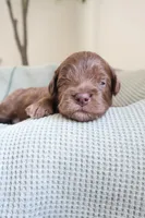 Wilfred, a male Cockapoo for sale in Savannah, GA – 5 of 7