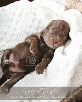 Wilfred, a male Cockapoo for sale in Savannah, GA – 7 of 7