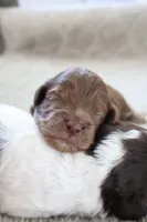 Wilfred, a male Cockapoo for sale in Savannah, GA – 4 of 7