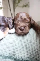 Wilfred, a male Cockapoo for sale in Savannah, GA – 6 of 7