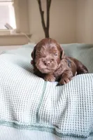 Wilfred, a male Cockapoo for sale in Savannah, GA – 2 of 7