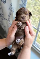 Wilfred, a male Cockapoo for sale in Savannah, GA – 3 of 7
