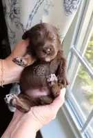 Basil, a male Cockapoo for sale in Savannah, GA – 3 of 4