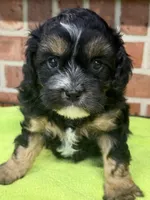 CKC Lucy, a female Cavapoo for sale in Dawson, GA – Photo 2 of 2