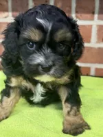 CKC Lucy, a female Cavapoo for sale in Dawson, GA – Photo 1 of 2