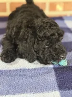 AKC Rusty, a male Poodle - Miniature  for sale in Dawson, GA – 4 of 7