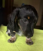 CKC Danny, a male Miniature Dachshund for sale in Dawson, GA – 5 of 7