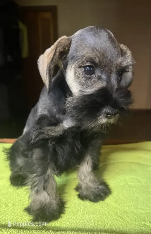 CKC Bentson – Miniature Schnauzer puppy for sale in Dawson, GA
