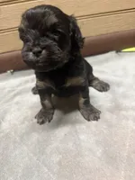CKC Amber, a female Cavapoo for sale in Dawson, GA – 2 of 5