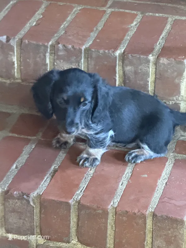 CKC Danny – Miniature Dachshund puppy for sale in Dawson, GA