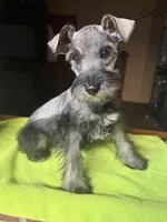 CKC Buster, a male Miniature Schnauzer for sale in Dawson, GA – 5 of 7