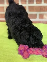 AKC Dolly, a female Poodle - Miniature  for sale in Dawson, GA – 3 of 7