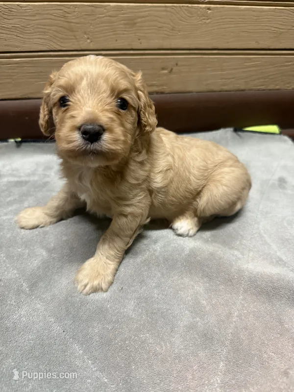 CKC Tucker – Cavapoo puppy for sale in Dawson, GA