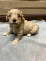 CKC Tucker, a male Cavapoo for sale in Dawson, GA – 1 of 5