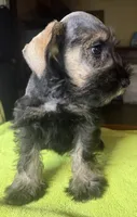 CKC Bentson, a male Miniature Schnauzer for sale in Dawson, GA – 2 of 8