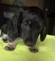 CKC Danny, a male Miniature Dachshund for sale in Dawson, GA – 7 of 7