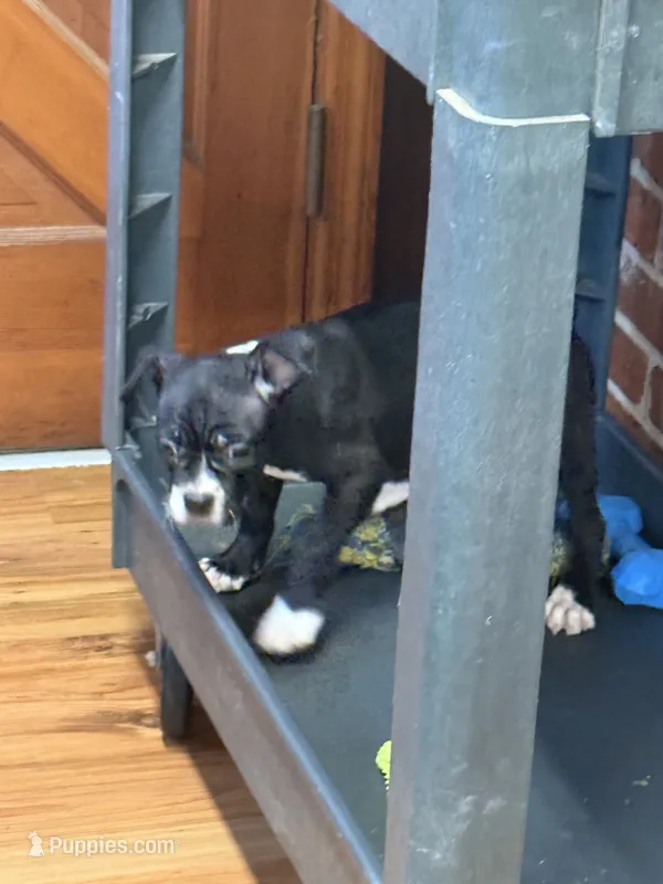 CKC Hank – Boston Terrier puppy for sale in Dawson, GA