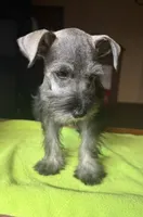 CKC Buster, a male Miniature Schnauzer for sale in Dawson, GA – 2 of 7