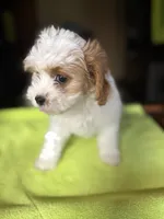 CKC  Casey, a male Cavapoo for sale in Dawson, GA – 4 of 9
