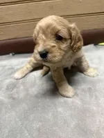 CKC Charlie, a male Cavapoo for sale in Dawson, GA – 5 of 6