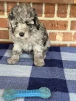 AKC Danny, a male Poodle - Miniature  for sale in Dawson, GA – 4 of 5