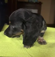 CKC Danny, a male Miniature Dachshund for sale in Dawson, GA – 3 of 7