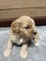 CKC Charlie, a male Cavapoo for sale in Dawson, GA – 1 of 6