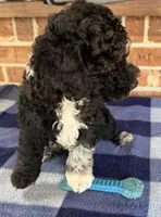 AKC River, a male Poodle - Miniature  for sale in Dawson, GA – 5 of 9