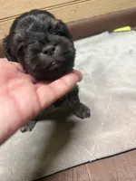 CKC Amber, a female Cavapoo for sale in Dawson, GA – 3 of 5