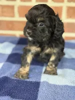 CKC Ranger, a male Cavapoo for sale in Dawson, GA – Photo 4 of 5