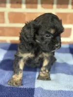 CKC Ranger, a male Cavapoo for sale in Dawson, GA – Photo 2 of 5