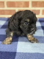 CKC Ranger, a male Cavapoo for sale in Dawson, GA – Photo 3 of 5
