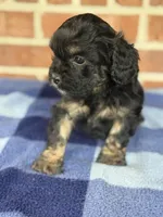 CKC Ranger, a male Cavapoo for sale in Dawson, GA – Photo 5 of 5