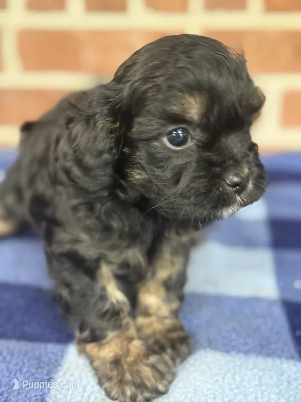 CKC Ranger – Cavapoo puppy for sale in Dawson, GA
