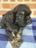 CKC Ranger, a male Cavapoo for sale in Dawson, GA – Photo 1 of 5