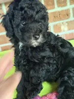 AKC Dolly, a female Poodle - Miniature  for sale in Dawson, GA – 2 of 7