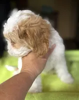 CKC  Casey, a male Cavapoo for sale in Dawson, GA – 6 of 9
