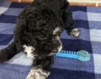 AKC River, a male Poodle - Miniature  for sale in Dawson, GA – 6 of 9