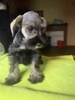 CKC Bentson, a male Miniature Schnauzer for sale in Dawson, GA – 3 of 8