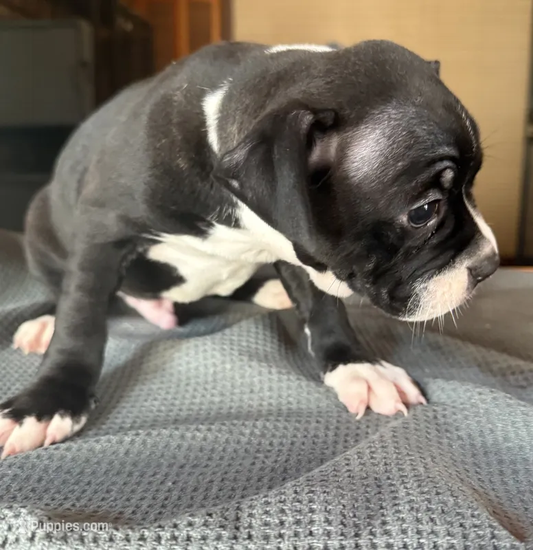 CKC Hank – Boston Terrier puppy for sale in Dawson, GA