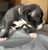 CKC Hank, a male Boston Terrier for sale in Dawson, GA – 1 of 7