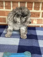 AKC Danny, a male Poodle - Miniature  for sale in Dawson, GA – 5 of 5