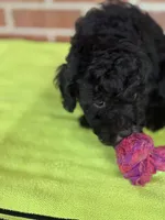 AKC Dolly, a female Poodle - Miniature  for sale in Dawson, GA – 4 of 7