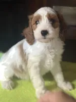 CKC Chance, a male Cavapoo for sale in Dawson, GA – Photo 2 of 5