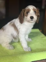 CKC Chance, a male Cavapoo for sale in Dawson, GA – Photo 3 of 5