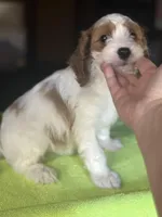 CKC Chance, a male Cavapoo for sale in Dawson, GA – Photo 5 of 5