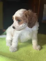 CKC Chance, a male Cavapoo for sale in Dawson, GA – Photo 4 of 5