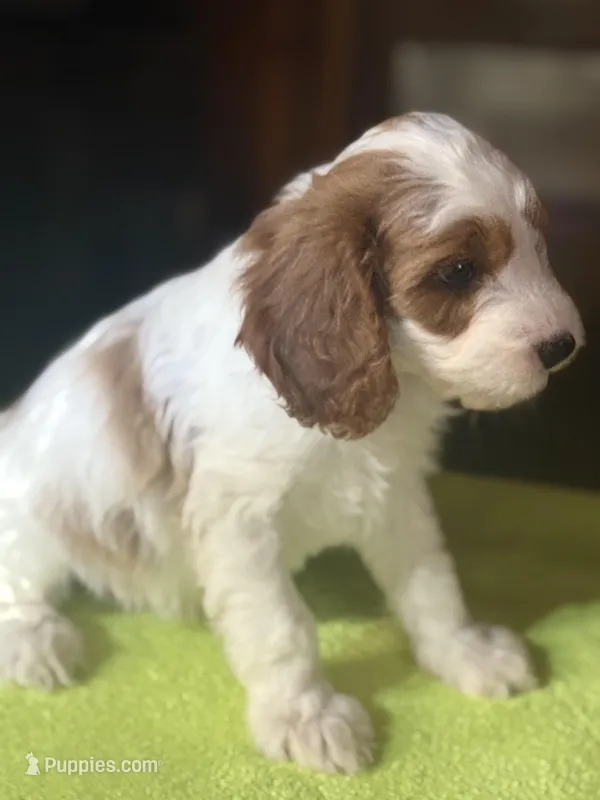 CKC Chance – Cavapoo puppy for sale in Dawson, GA
